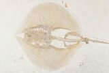 Rare Male Fossil Stingray (Heliobatis) - Wyoming #174911-2